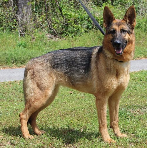 Cheyanne 43046, an adoptable German Shepherd Dog in Prattville, AL