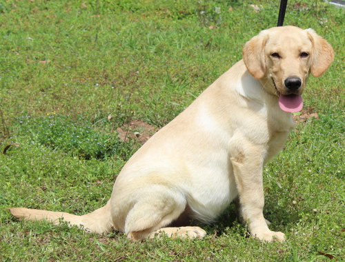 Louie 43345, an adoptable Yellow Labrador Retriever in Prattville, AL