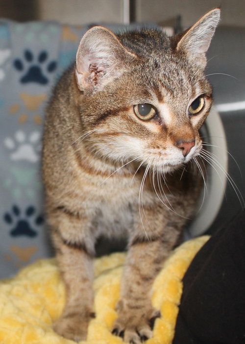 Mia - 43410, an adoptable Domestic Short Hair in Prattville, AL