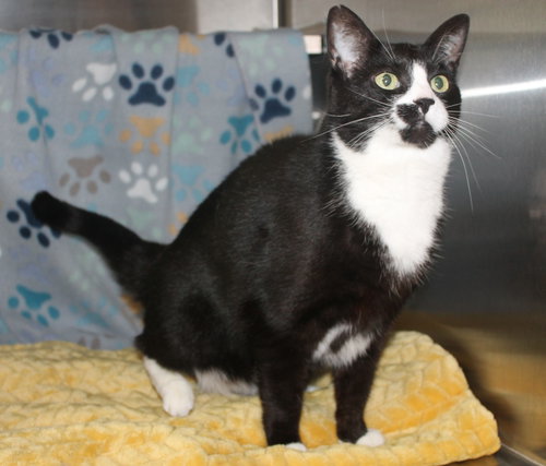 Cookie - 43409, an adoptable Domestic Short Hair in Prattville, AL