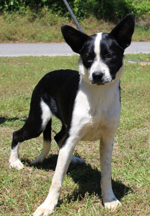 Marshall 43385, an adoptable Border Collie in Prattville, AL