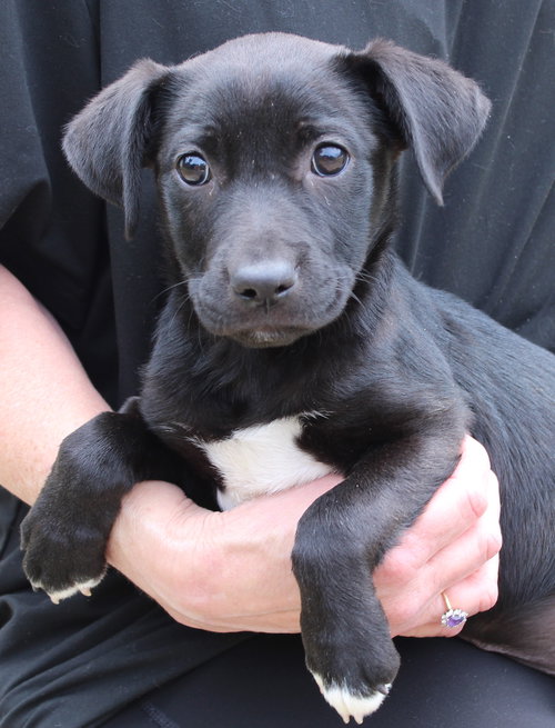 Nina 43469, an adoptable Labrador Retriever in Prattville, AL