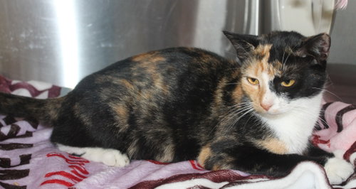 Nicole - 43451, Young Domestic Short Hair / Calico (short coat), cat for adoption in Prattville, Alabama