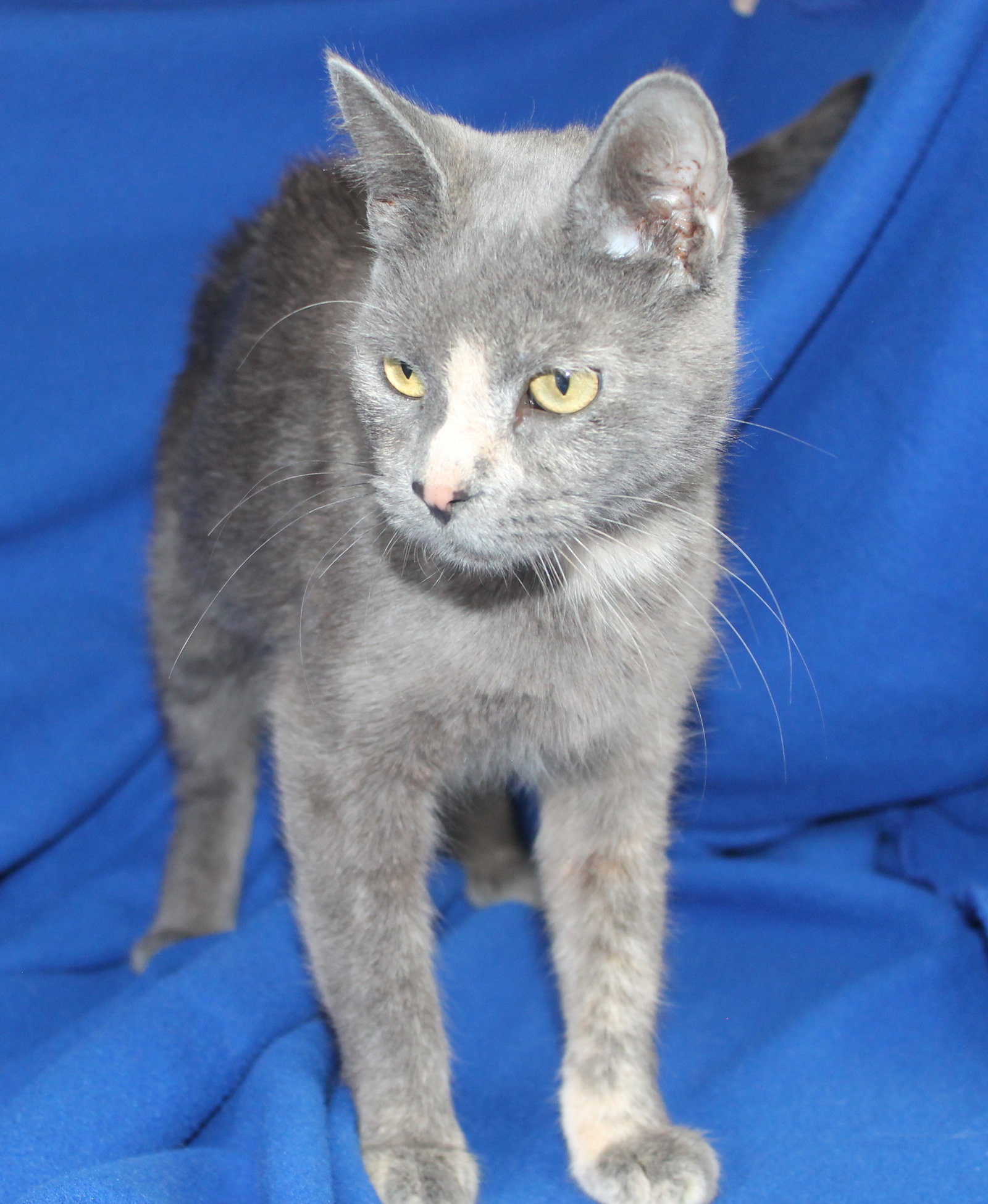 Olive - 43487