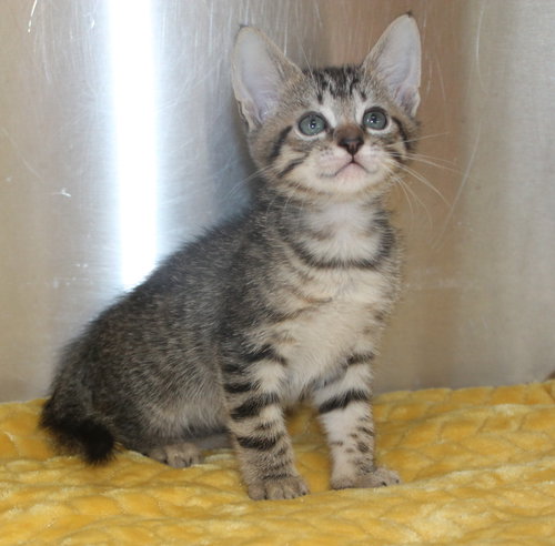 Stacie - 43478, an adoptable Domestic Short Hair in Prattville, AL