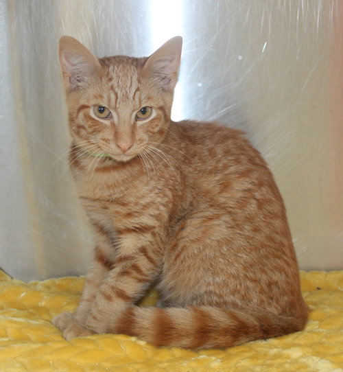 Joey- 43496, an adoptable Domestic Short Hair in Prattville, AL