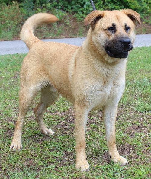 Bear 43420, an adoptable Shepherd in Prattville, AL