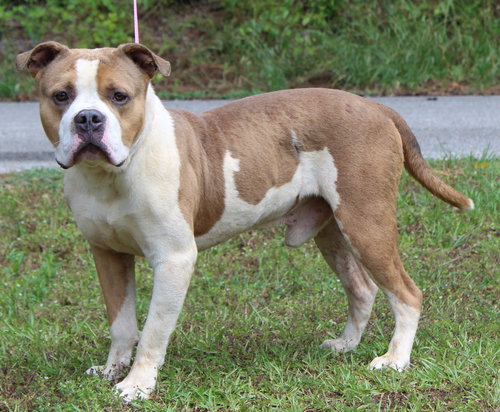 Handsome 43431, an adoptable Pit Bull Terrier in Prattville, AL