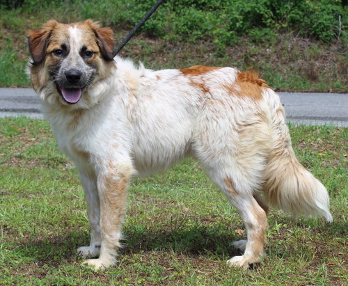 Dobby 43471, an adoptable Australian Shepherd in Prattville, AL