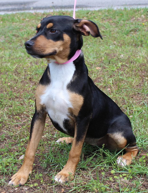 Daisy 43464, an adoptable Shepherd in Prattville, AL