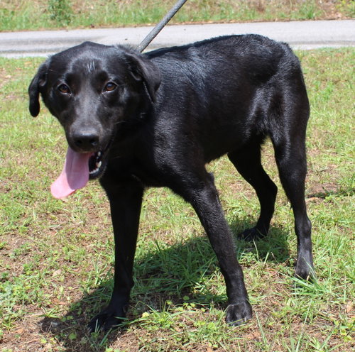Bonita 43457, an adoptable Black Labrador Retriever in Prattville, AL