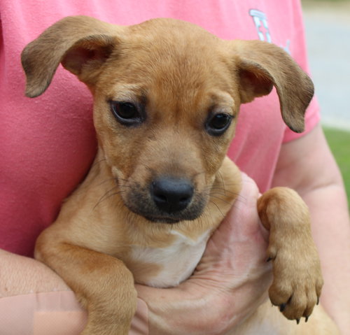 Tiana 43508, an adoptable Labrador Retriever in Prattville, AL