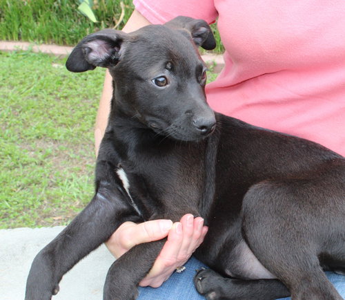 Sophia 43507, an adoptable Labrador Retriever in Prattville, AL