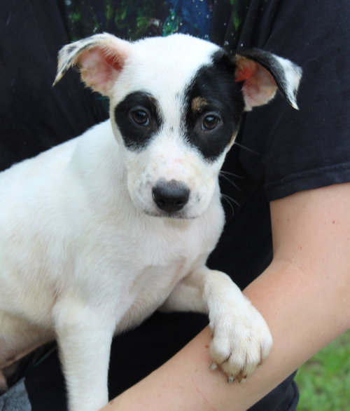 Simba 43495, an adoptable Labrador Retriever in Prattville, AL