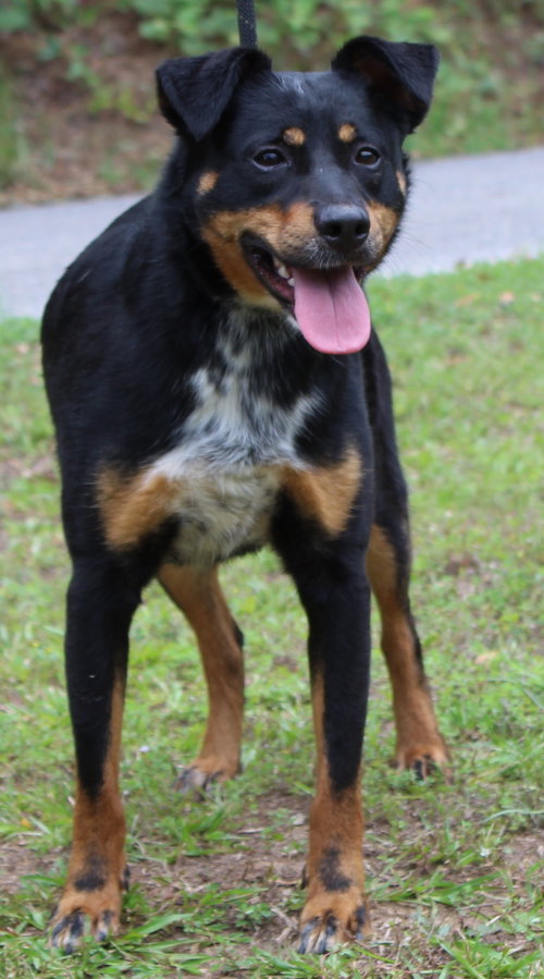 Mason 43542, an adoptable Shepherd in Prattville, AL