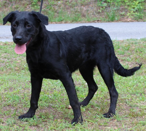 Pocahontas 43504, an adoptable Labrador Retriever in Prattville, AL
