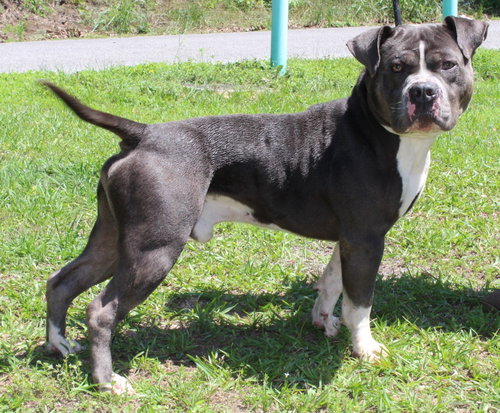 Champ 43337, an adoptable Pit Bull Terrier in Prattville, AL