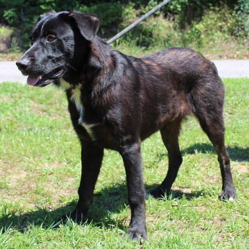 Patches 43544, an adoptable Labrador Retriever in Prattville, AL