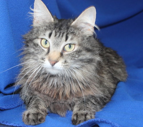 Lady - 43443, an adoptable Domestic Long Hair in Prattville, AL