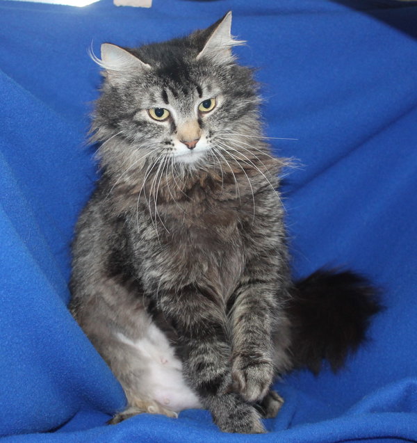 Lady - 43443