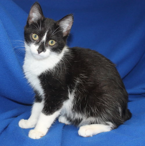 Suzie-Q - 43575, an adoptable Domestic Short Hair in Prattville, AL