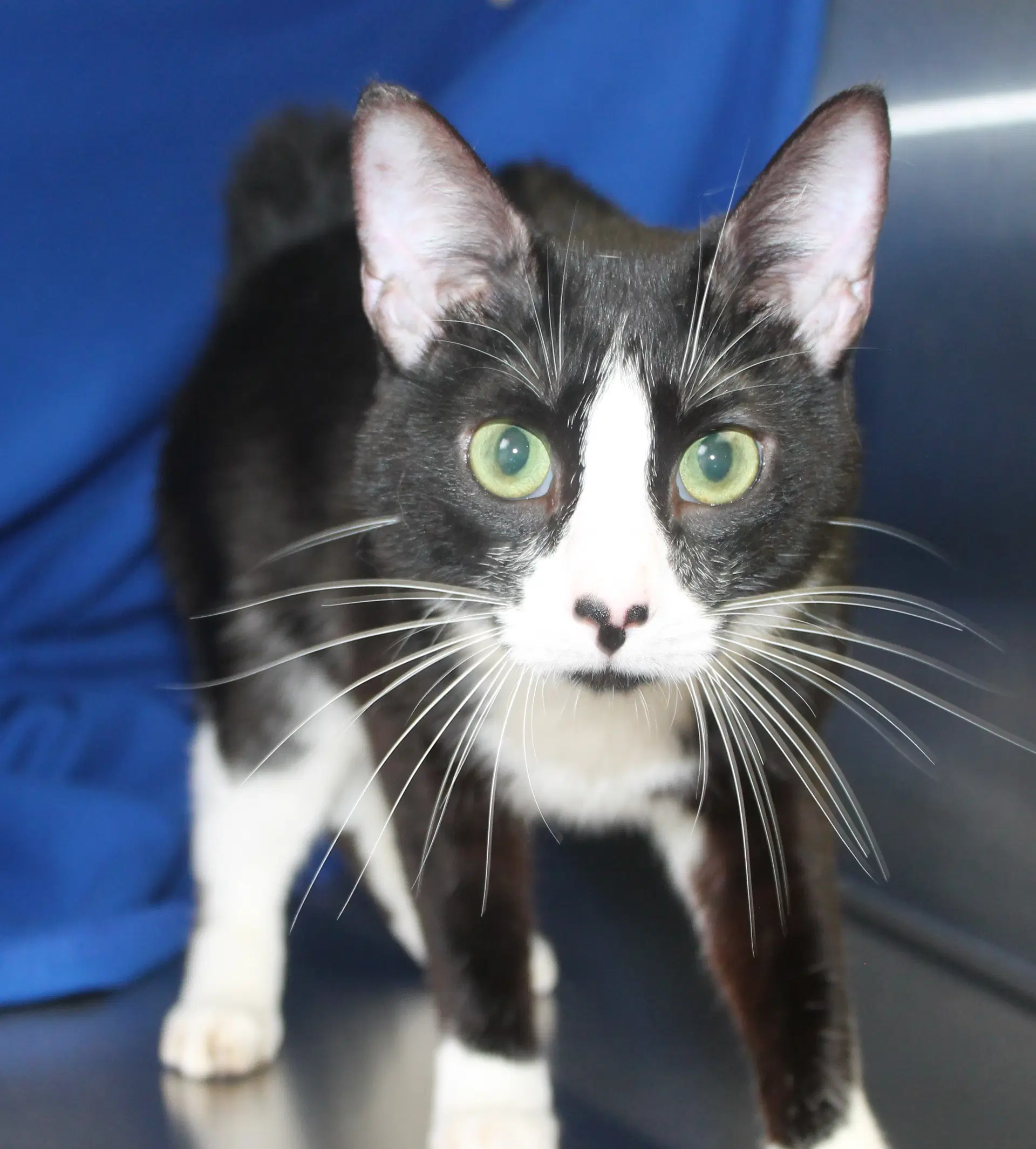 Oreo - - Domestic Short Hair