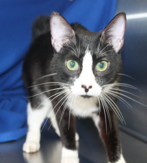Oreo - 41739, an adoptable Domestic Short Hair in Prattville, AL