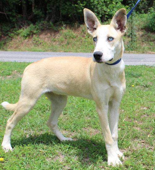 Bluebell 43609, an adoptable Husky in Prattville, AL
