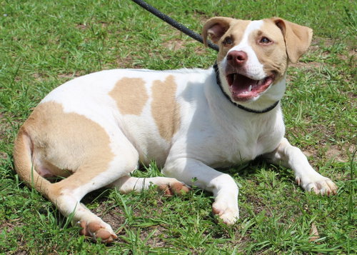 Hazel 43614, an adoptable Labrador Retriever in Prattville, AL