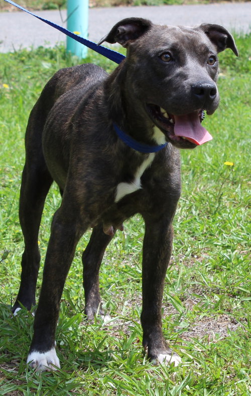 June 43627, an adoptable Pit Bull Terrier in Prattville, AL