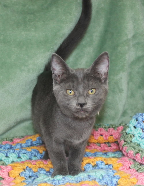 Jordan - 43699, an adoptable Domestic Short Hair in Prattville, AL