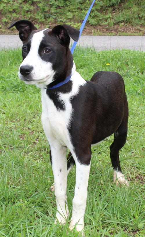Abby 43640