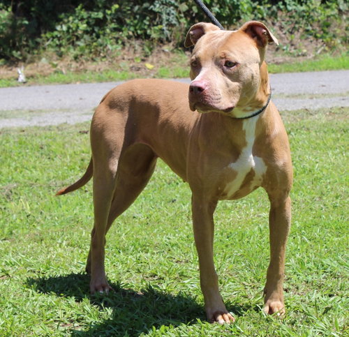 Cinnamon 43705