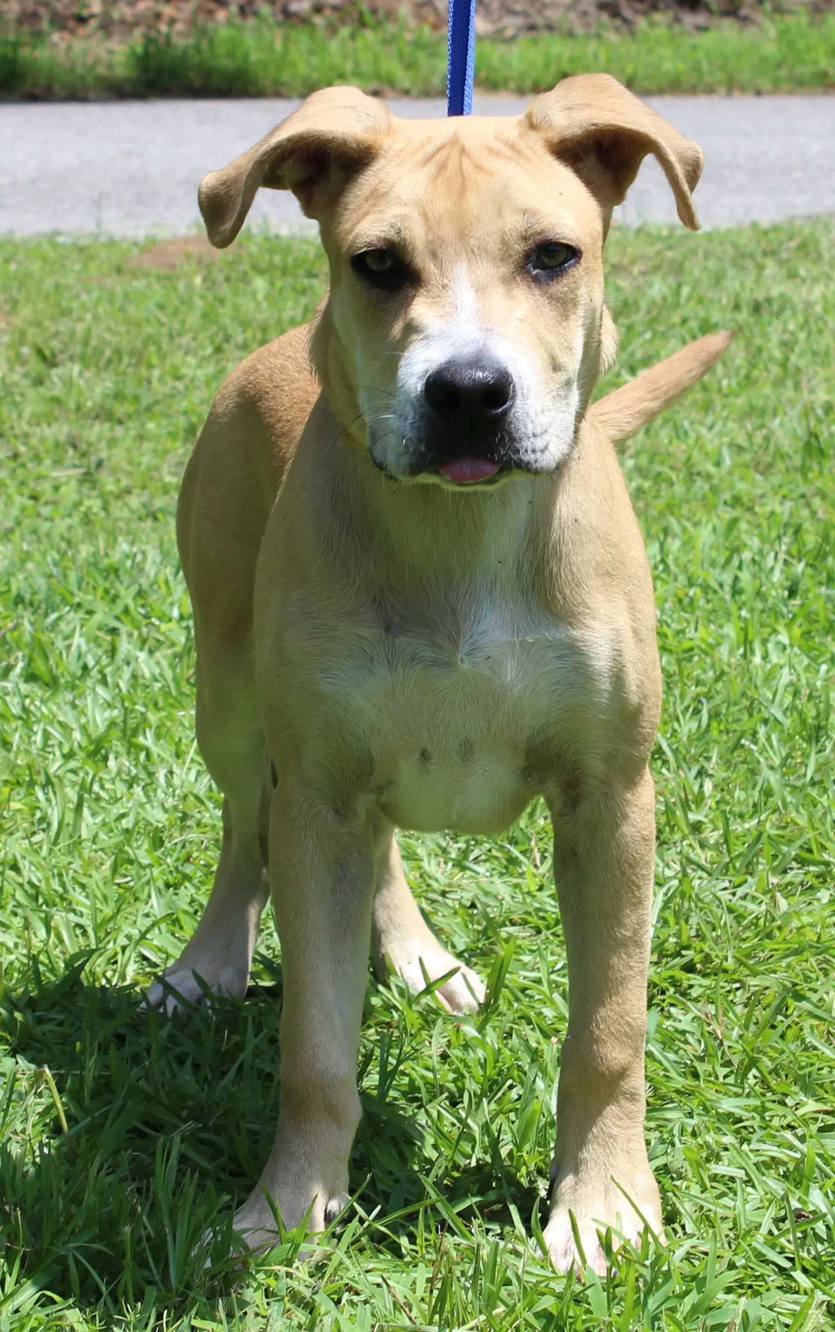 Gus image 3
