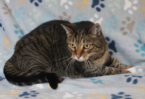 Minnie Mae - 31506, an adoptable Tabby in Prattville, AL