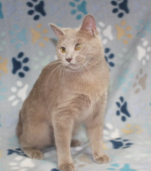 Pop - 43763, an adoptable Domestic Short Hair in Prattville, AL