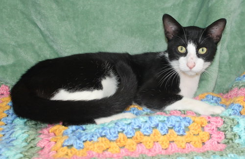 Allen - 43847, an adoptable Domestic Short Hair in Prattville, AL