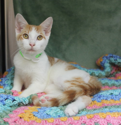 Parking Lot - 43937, an adoptable Domestic Short Hair in Prattville, AL