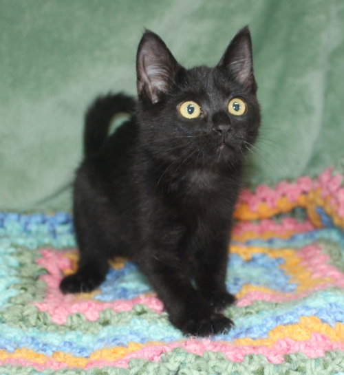 Pepper - 43910, an adoptable Domestic Short Hair in Prattville, AL
