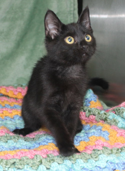 Pepper photo 2