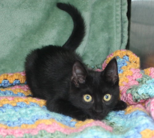 Pepper photo 3