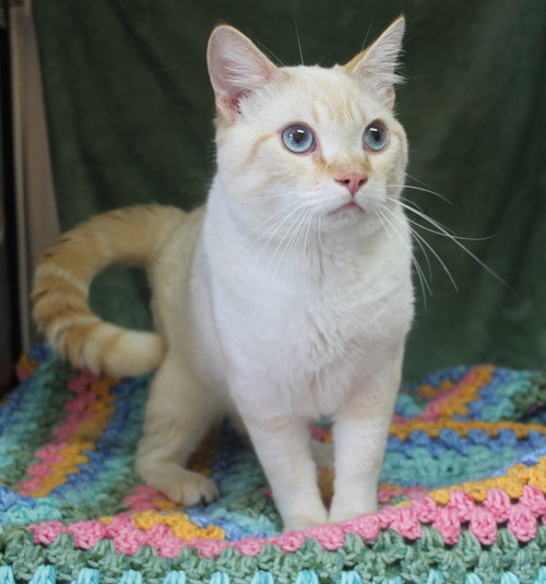 Ozzy - 42821, an adoptable Domestic Short Hair in Prattville, AL
