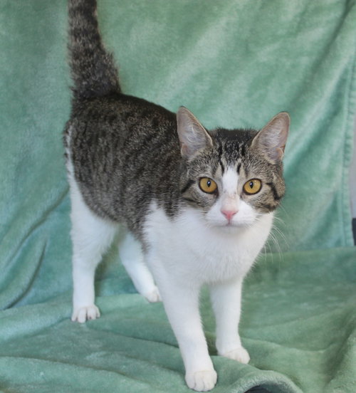 Novaa - 43928, an adoptable Domestic Short Hair in Prattville, AL
