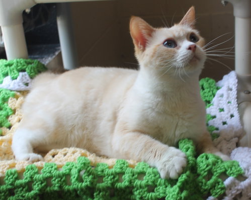 Harriet - 42421, an adoptable Domestic Short Hair in Prattville, AL
