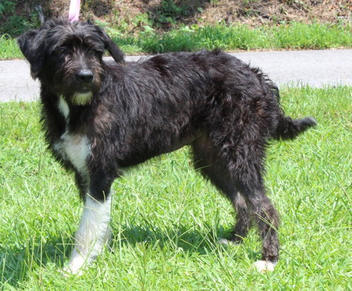 Noodle 43903, an adoptable Terrier in Prattville, AL