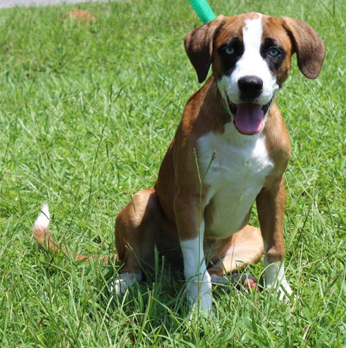 Zeno 43884, an adoptable Boxer in Prattville, AL