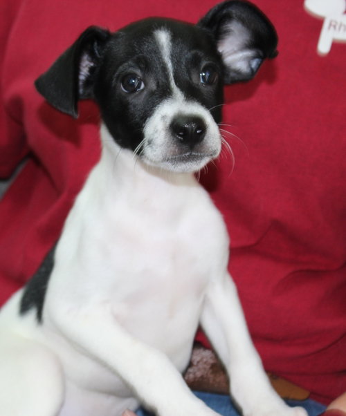 Han Solo 43883, an adoptable Rat Terrier in Prattville, AL