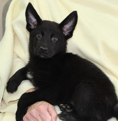 Grizzly 44003, an adoptable Shepherd in Prattville, AL