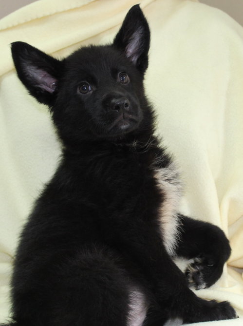 Basil 43874, an adoptable Shepherd in Prattville, AL