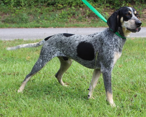 Odin 43906 photo 2